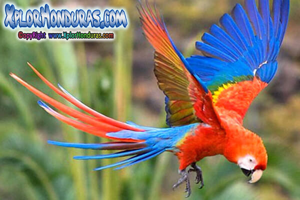 Ara Macao - Ave Nacional de Honduras