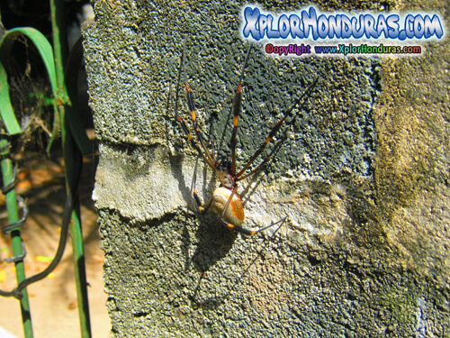 Arana de seda dorada Nephila Clavipes Golden Silk Honduras
