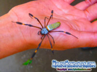 Araña de seda dorada, Nephila Clavipes