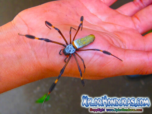 Arana de Seda Dorada Nephila Clavipes Honduras