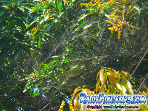 Arana de Seda Dorada Nephila Clavipes Spiderweb Honduras