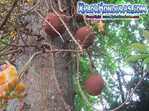 Arbol Bala de Canon Honduras