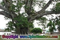 História del Arbol de Ceiba