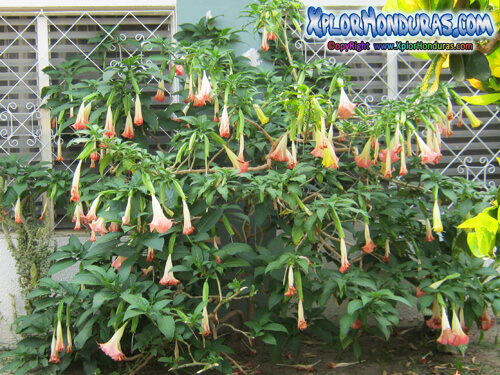 Floricunda Brugmansia arborea