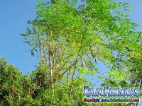 Moringa el Arbol de la Vida