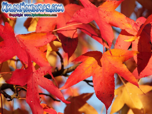 Arbol Liquidambar styraciflua Honduras Natural