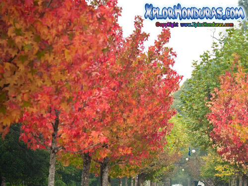 Arbol Liquidambar Styraciflua Honduras