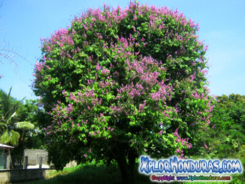 arbol reina de las flores morado