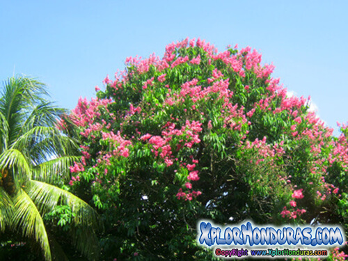 arbol reina de las flores rosado