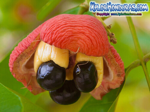 Arboles frutales de Lancetilla Ackee