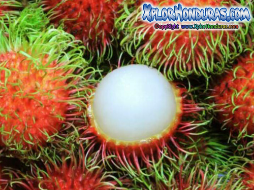 Arboles frutales de Lancetilla Litchi Lichas Rambuta