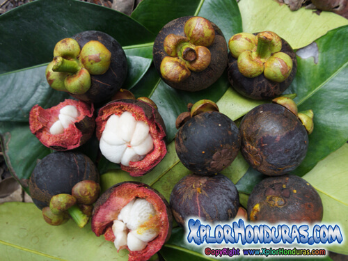 Arboles frutales de Lancetilla Mangostino