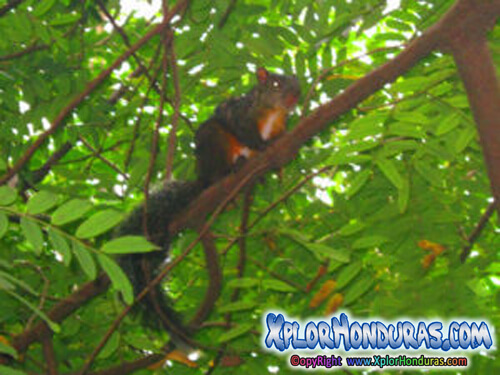 Ardilla animal Honduras