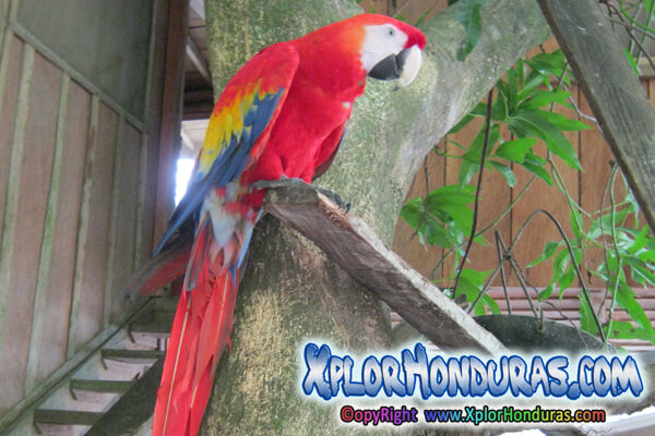 Ara Macao - Ave Nacional de Honduras