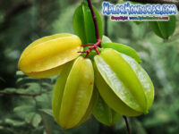 Averrhoa Carambola – Fruta estrella