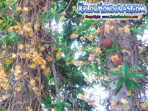 Bala de Canon Honduras