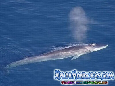 Ballena Gran Berta Balaenoptera physalus Tela Honduras