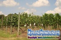 Banco de Germoplasma