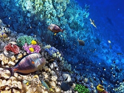 Barrera de Coral de Utila Barrera de Coral de Utila