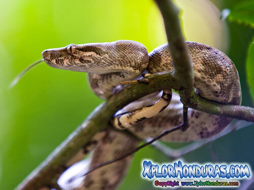 Boa Rosada Lichanura trivirgata Cayos Cochinos Honduras