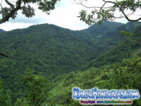 Tipos de Bosques de Honduras