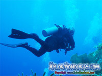 Bucear en Roatan