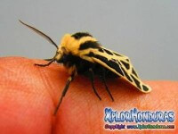 Fotos Mariposa Cymbalophora Pudica