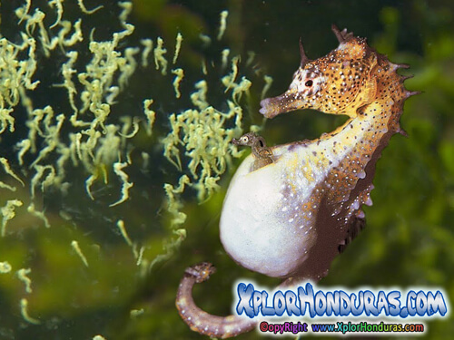 Caballito de Mar Hippocampus
