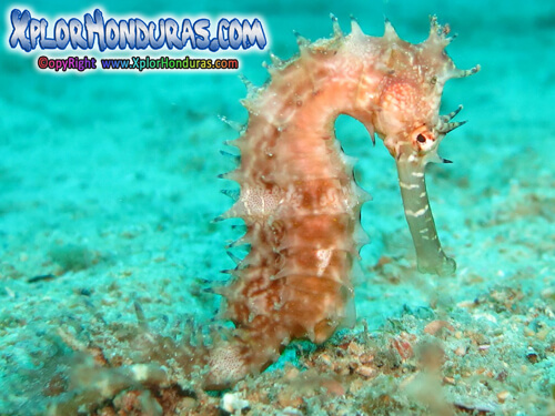 Caballito de Mar Hippocampus Seahorse