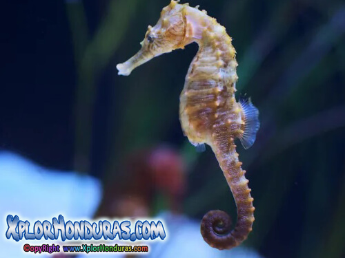 Caballito de Mar Hippocampus Honduras