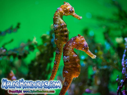 Caballito de Mar Honduras