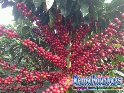 Cafe de Honduras cafe de altura  Cafe de Honduras cafe de altura
