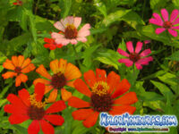 Campo de Zinnias Honduras (Video)