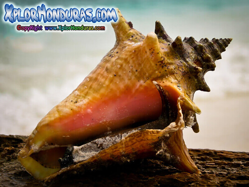 Caracol Rosado Strombus gigas