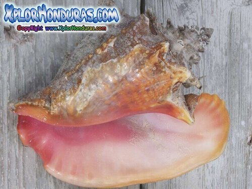 Caracol Rosado Strombus gigas