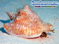 Caracol Rosado Strombus gigas