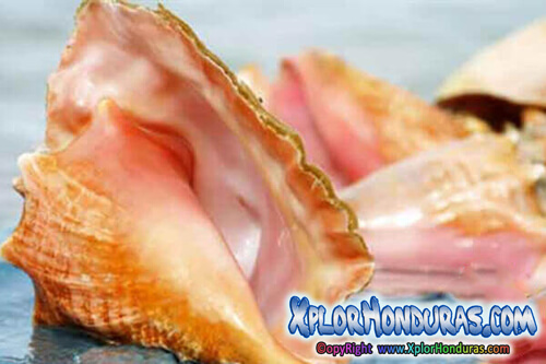 Caracol Rosado Strombus gigas Lobatus gigas