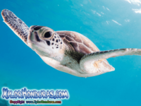 Tortuga Verde Chelonia Mydas