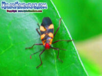 Chinche Oncopeltus fasciatus