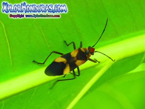Chinche Oncopeltus fasciatus Honduras