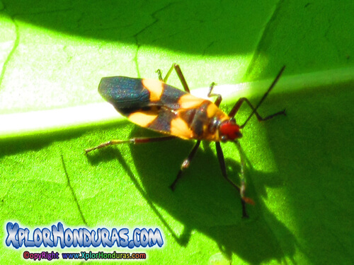 Chinche Oncopeltus fasciatus Honduras