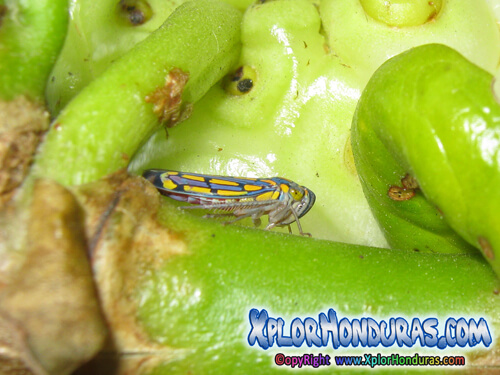 Cicadelidos Chicharritas Insectos Honduras Natural