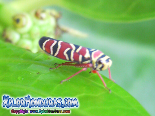 Cicadelidos Insectos Saltahojas Honduras