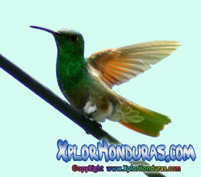 Colibri Esmeralda Honduras Colibri Esmeralda Honduras