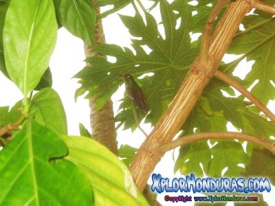 Colibri Esmeralda Honduras Amazilia Luciae Colibri Esmeralda Honduras Amazilia Luciae