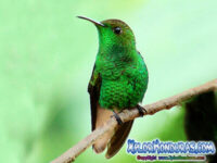 Refugio de Vida Silvestre Colibri Esmeralda Hondureño