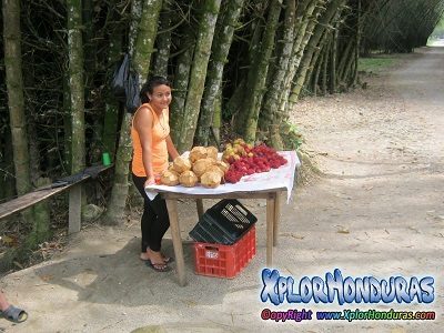 Comunidades de Lancetilla Tela