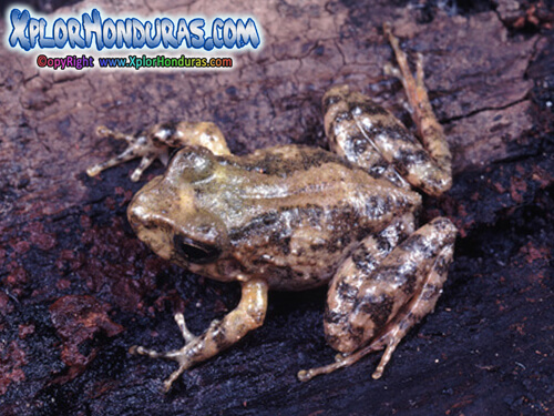Craugastor milesi Rana Honduras