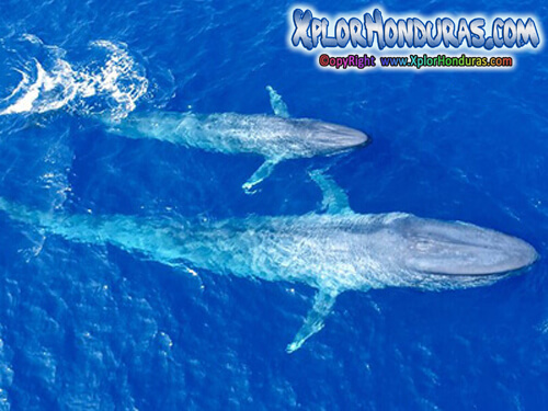 Curiosidades Animales Ballena azul