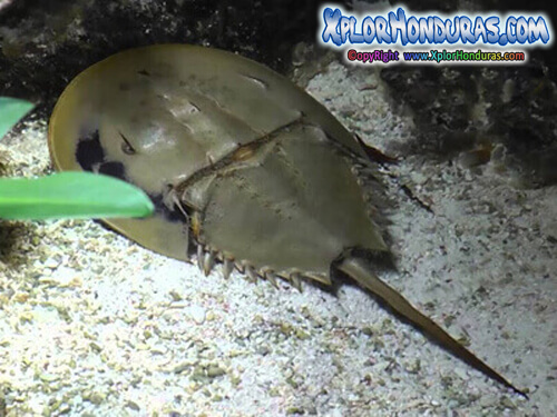Curiosidades Animales Cangrejo Bayoneta Limulus polyphemus
